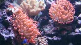 aquarium-von-susanne-axt-becken-15451-aufgeloest-und-verkauft_Entacmaea quadricolor - Blasenanemone