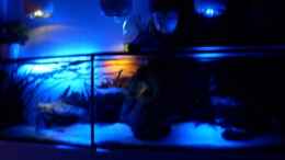 aquarium-von-mats-mbuna-garten_8.2.2010 Abendbeleuchtung