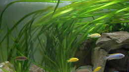 aquarium-von-mats-mbuna-garten_Vallisneria gigantea