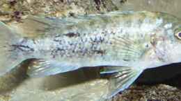 Aquarium einrichten mit 13.2.2010  Labeotropheus trewavasae , Weibchen