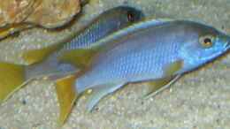 Aquarium einrichten mit 13.2.2010  Pseudotropheus acai , yellow fin