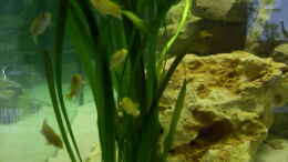 aquarium-von-mats-mbuna-garten_Vallisneria gigantea