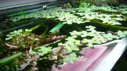 aquarium-von-traenenreiter-becken-15481_Schwimmpflanzendecke