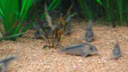 Aquarium einrichten mit fleißige Kerlchen; die Beifische Corydoras aeneus