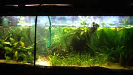 aquarium-von-mario74-salmler-becken-rotkopf-kaiser_nach umpflanzen 08-12-09