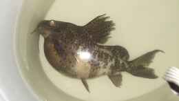 aquarium-von-thoralf-berner-malawi_Synodontis eupterus hat dicken Bauch 3