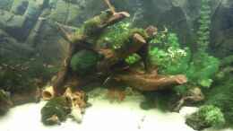 aquarium-von-occellaris-juwel-300_Große Mangrovenwurzel im Mittelteil