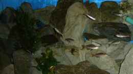 aquarium-von-traenenreiter-becken-15583_Blick schräg von vorn