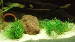 aquarium-von-welspapa-suedamerikanische-unterwasserwelten_Neuseelandgras - Lilaeopsis brasiliensis Vordergrundpflanze 