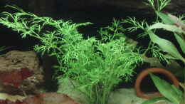 Foto mit Wasserprimel - hottonia palustris - lichtbedürftige anspruchsvolle