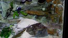 aquarium-von-michael-rueckauf-becken-1560_alpha-male fire crest mit laichgrube-sommer06