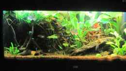 aquarium-von-opodeldok-mein-kleiner-unterwasserdschungel-gibts-nicht-mehr_04.02.11