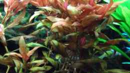 aquarium-von-opodeldok-mein-kleiner-unterwasserdschungel-gibts-nicht-mehr_Papageienblatt