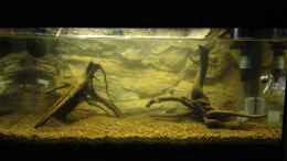 aquarium-von-hardflip-54l-naturbecken_Bodenfilter nach 2 Stunden