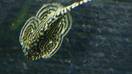 Aquarium einrichten mit Sewellia lineolata