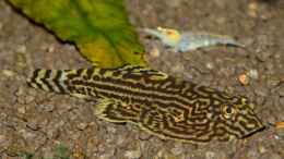 Aquarium einrichten mit Sewellia lineolata