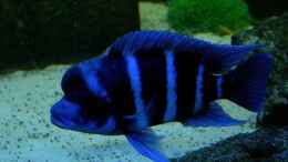 Aquarium einrichten mit Cyphotilapia frontosa Blue zaire