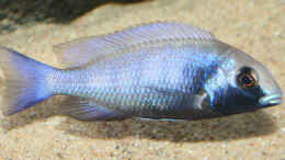 Foto mit Placidochromis Gisseli, Jungtier