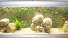 aquarium-von-aquaelvis-tanganjikabecken-nur-noch-als-beispiel_Mein Lieblingsplatz im Wohnzimmer - mit neuem Gestein