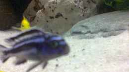 aquarium-von-dirk-giebken-becken-1573_Melanochromis Maingano 5 Stck 3-4 cm