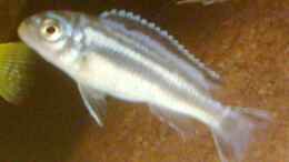 aquarium-von-dirk-giebken-becken-1573_Melanochromis Maingano