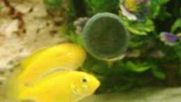 aquarium-von-dirk-giebken-becken-1573_Lubidichromis Yellow bis her 5 Stck 3-4 cm
