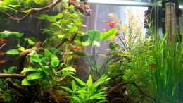 aquarium-von-nola46-raumteiler_Die Pflanzen nach 6 Wochen