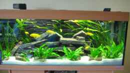 aquarium-von-superreal-juwel-rio-240_Juwel Rio 240