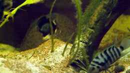 aquarium-von-benjamin-hamann-mittelamerikanische-buntbarsche_Grünflossenbuntbarsch Weibchen mit Gelege in der Kokosnuss 