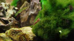 aquarium-von-herr-h--neocaridina-paradies_Neocaridina heteropoda var. red
