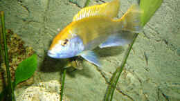 Foto mit Nimbochromis venustus