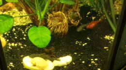 aquarium-von-josef-braun-gruene-oase-existiert-nur-noch-als-beispiel_Neue Buddelecke/ Wels und Schnecke auf der Kartoffel