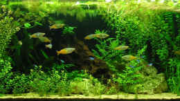 aquarium-von-stephan-muenker-becken-1584_Dezember 2005