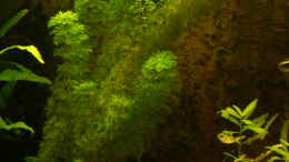 aquarium-von-wasserwelt-my-dream_Limnophila heterophylla