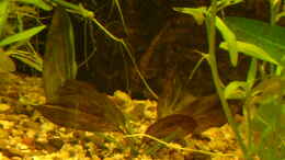 aquarium-von-wasserwelt-my-dream_Echinodorus Rainers Kitty