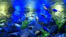aquarium-von-diskus-tom-malawi-tank_