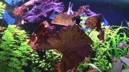 aquarium-von-marcus-heiser-becken-1592_Nymphaea lotus