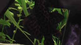 Aquarium einrichten mit Der Pseudacanthicus of leopardus   