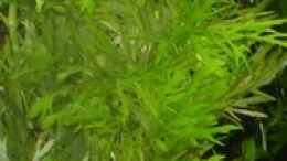 Aquarium einrichten mit Hygrophila difformis