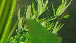 Foto mit Heteranthera zosterifolia