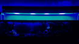 aquarium-von-bergfrau-asien-bachbett---nur-noch-beispiel_24.01.2010 - Das gesamte Becken mit Mondlicht
