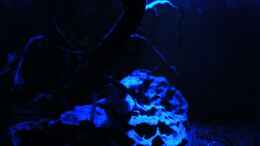 aquarium-von-bergfrau-asien-bachbett---nur-noch-beispiel_24.01.2010 - Der Garnelenbaum in der Nacht