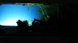 aquarium-von-bergfrau-asien-bachbett---nur-noch-beispiel_Die Rückwandbeleuchtung am späten Abend