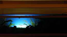 aquarium-von-bergfrau-asien-bachbett---nur-noch-beispiel_21.10.2010 - Abendstimmung nur mit Rückwandbeleuchtung