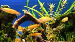 Aquarium einrichten mit 10.10.2010 - Danio Choprae