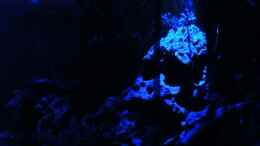 aquarium-von-bergfrau-asien-bachbett---nur-noch-beispiel_24.01.2010 - Das Becken in der Nacht - Mitte