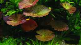 aquarium-von-condor-pflanzen-diskus_Nymphaea lotus rot