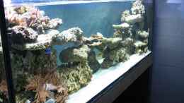 aquarium-von-pepe-becken-15962_Becken am Anfang