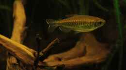 aquarium-von-baembel-silence-of-westafrica_Blauer Kongosalmler