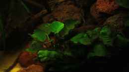 aquarium-von-baembel-silence-of-westafrica_Nur rein afrikanische Pflanzen wie Anubias zur Dekoration ve